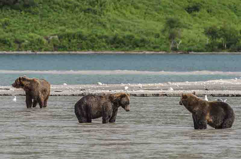 Oso Pardo - Kamchatka - Rusia 19.jpg